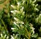 Coyote brush, Chaparral broom, Baccharis pilularis subsp. consanguinea, female bush