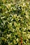 Coyote brush, Chaparral broom, Baccharis pilularis subsp. consanguinea, female bush