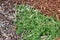 Coyote brush, Chaparral broom, Baccharis pilularis subsp. pilularis, female plant