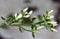 Coyote brush, Chaparral broom, Baccharis pilularis subsp. pilularis, female plant