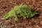 Coyote brush, Chaparral broom, Baccharis pilularis subsp. pilularis, male plant