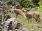 Coyote canine pups puppy wildlife on rock outcropping