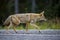 Coyote (Canis Latrans)