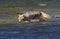 COYOTE canis latrans, ADULT CROSSING RIVER, MONTANA