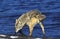 Coyote, canis latrans, Adult Drinking Water, Montana