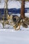 Coyote, canis latrans, Adult running on Snow, Montana