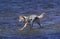 Coyote, canis latrans, Adult standing in Water, Montana