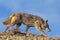 Coyote, canis latrans, Adult walking, Montana