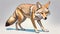 Coyote Canis latrans canine North America