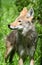 Coyote Canis latrans Close Up Profile in Field