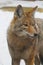 Coyote (Canis latrans) Close-up Right Profile Face - Vertical