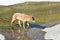 A coyote, Canis latrans, crossing an urban creek, in Orange County, California