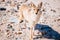 Coyote (Canis latrans) in Death Valley