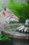 Coyote Canis latrans Drinking from Fountain on Suburban Deck