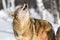 Coyote (Canis latrans) Head Up to Howl Winter