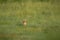 Coyote (Canis latrans) in the middle of a green field on the Colorado plains