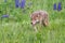 Coyote Canis latrans Prowls Through Grass