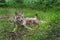 Coyote Canis latrans Pup Attempts to Feed From Adult Summer