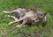 Coyote Canis latrans Pup Licks at Adults Face Summer