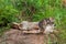 Coyote (Canis latrans) Pup Plays with Adult