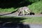 Coyote Canis latrans on the scent in Golden Gate Park 51