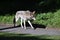 Coyote Canis latrans on the scent in Golden Gate Park 53