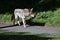 Coyote Canis latrans on the scent in Golden Gate Park 54