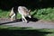 Coyote Canis latrans on the scent in Golden Gate Park 56