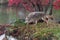 Coyote Canis latrans Stalks Left on Island in Rain Autumn