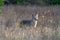 Coyote Canis latrans standing in tall prairie grass