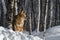 Coyote (Canis latrans) Stands Next to Tree Eyes Closed Winter