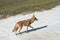 A coyote, Canis latrans, walking in an urban creek, in Orange County, California