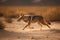 Coyote (Canis mesomelas) running in the desert