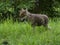 Coyote Cub walks in green grass.