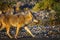 Coyote Death Valley