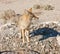 Coyote in Death Valley