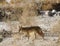 Coyote in Death Valley