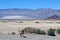 Coyote, Death Valley.