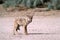 Coyote in the desert, side view