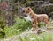 Coyote dog baby pup puppy Canis latrans