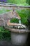 Coyote Drinking from Birdbath Fountain - Canis latrans