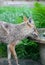 Coyote Drinking from Birdbath Fountain V - Canis latrans