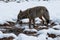 Coyote drinking water in the snow in Yosemite Valley
