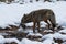 Coyote drinking water in the snow in Yosemite Valley