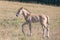 Coyote Dun colored Wild Horse Baby Foal in the Pryor Mountains Wild Horse Range on the border of Wyoming and Montana USA