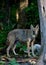 Coyote eyes a squirrel in tree - Canis latrans