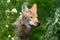 Coyote Face in Sunlight Amidst Greenery - Canis Latrans