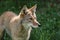 Coyote in a field