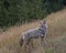 Coyote on grassy slope of autumn gold