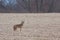 Coyote in a Harvested Farm Field